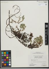 Foto von Salix uva-ursi Pursh